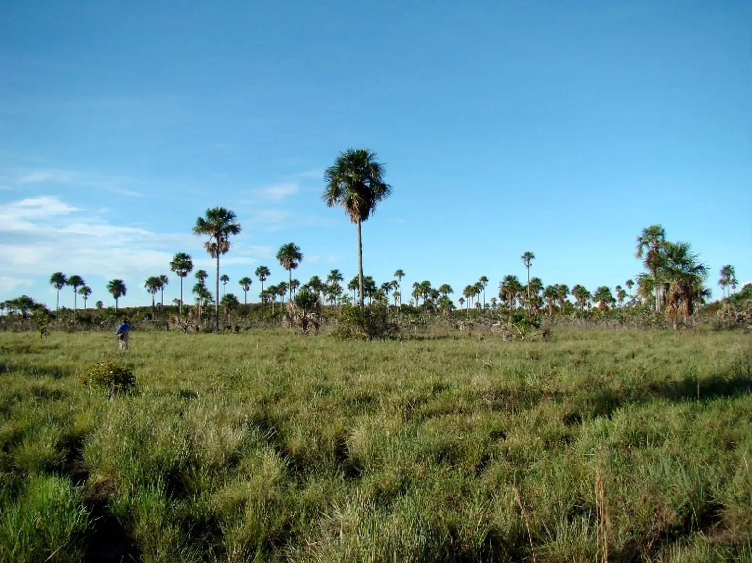 Paisaje para compensación biótica