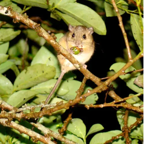 Fauna silvestre
