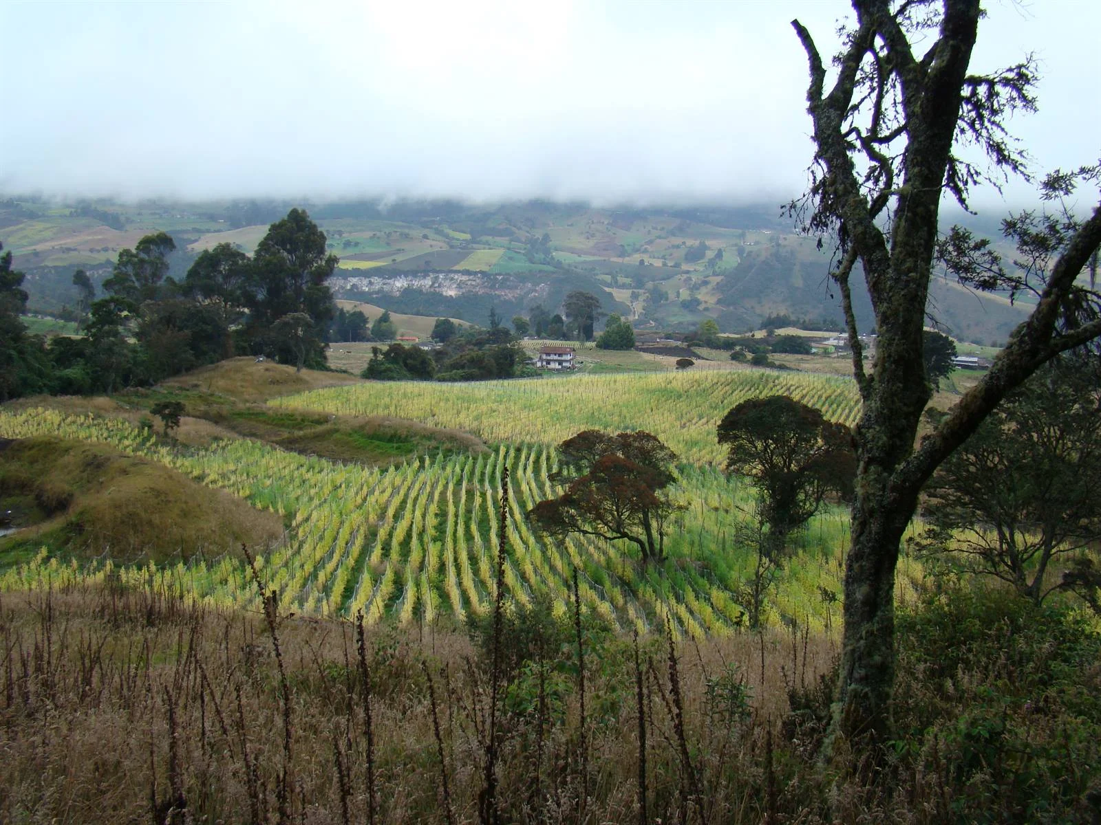 Terreno productivo objeto de valoración económica ambiental