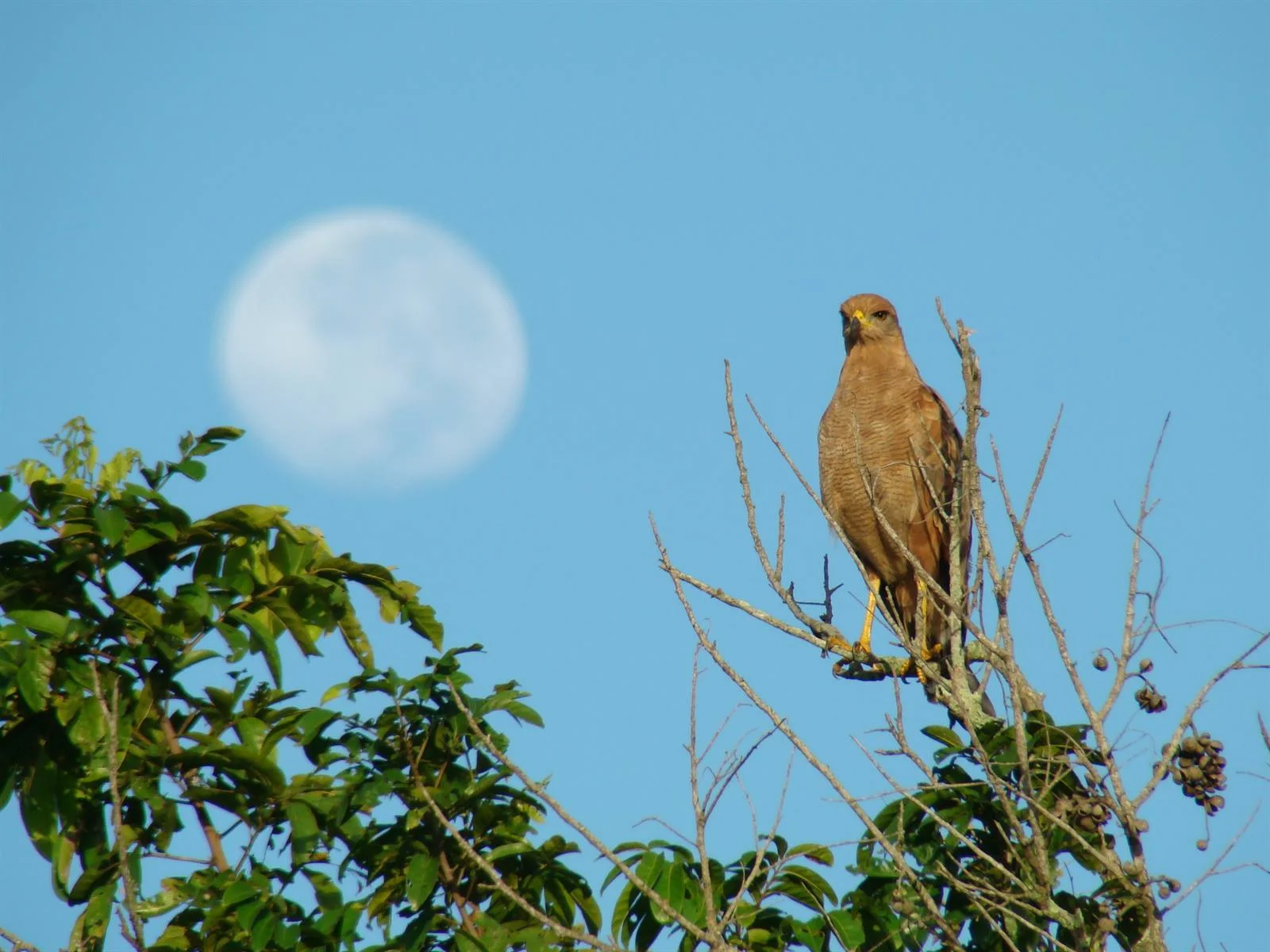 Ave rapaz observada durante un monitoreo de biodiversidad