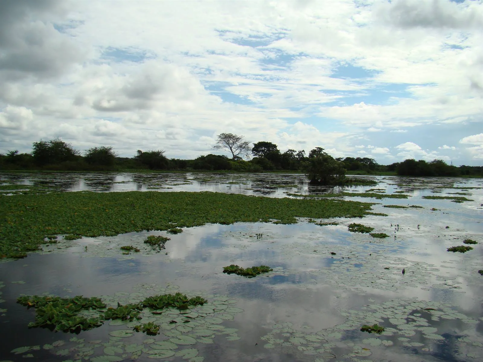 Humedal con vegetación acuática, ecosistema objeto de gestión integral